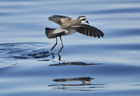 White faced storm petrel 103038.jpg